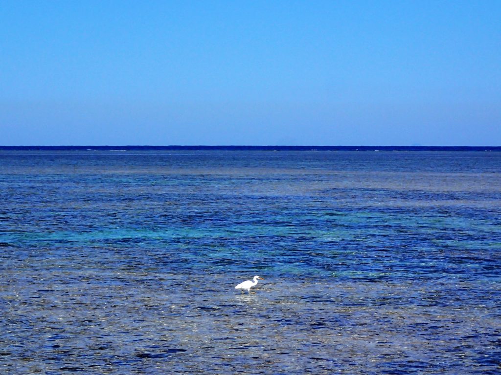 A bird hunts for food on the reef.