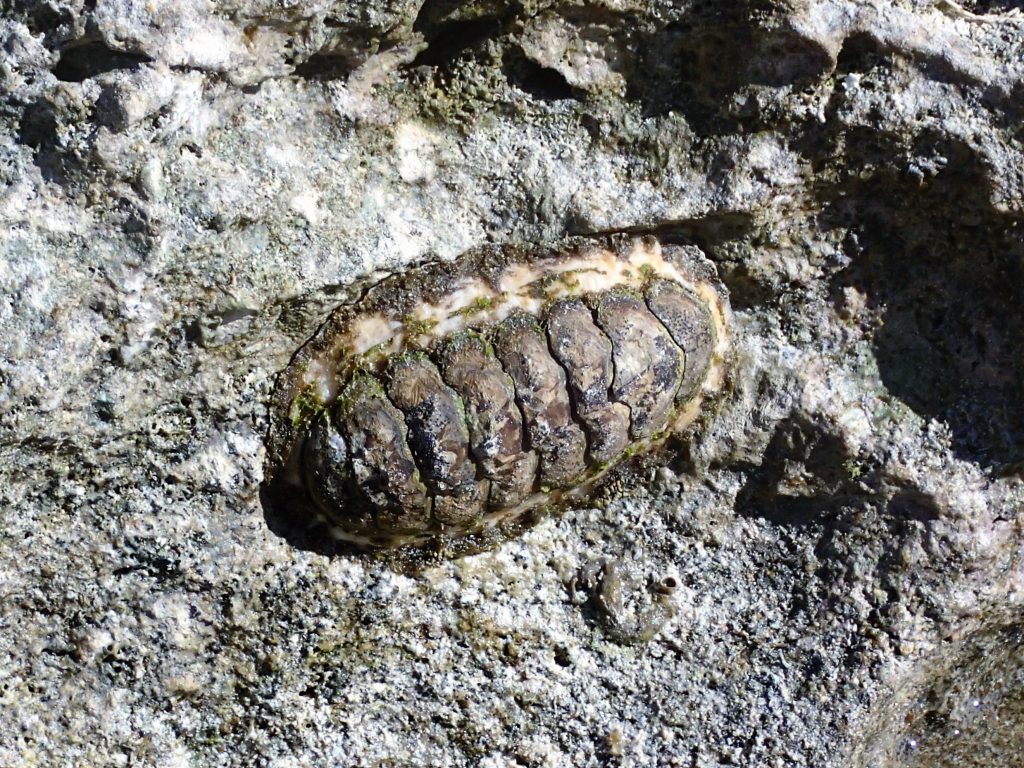 A chiton on a rock. Acanthopleura Gemmata.