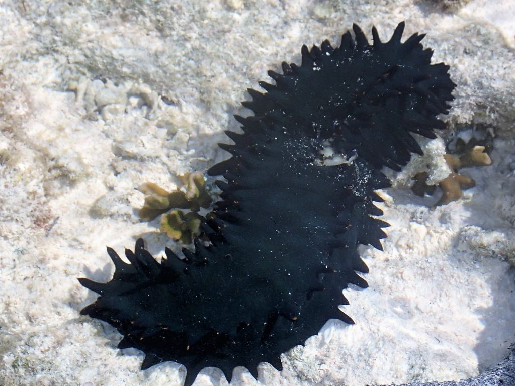 Black sea slug. These were everyone. Some were spiky like this one, while others had smooth skin and were much longer.