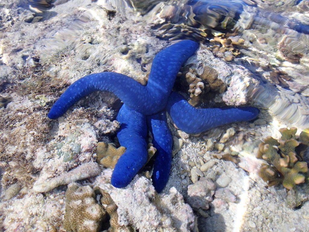 Blue starfish