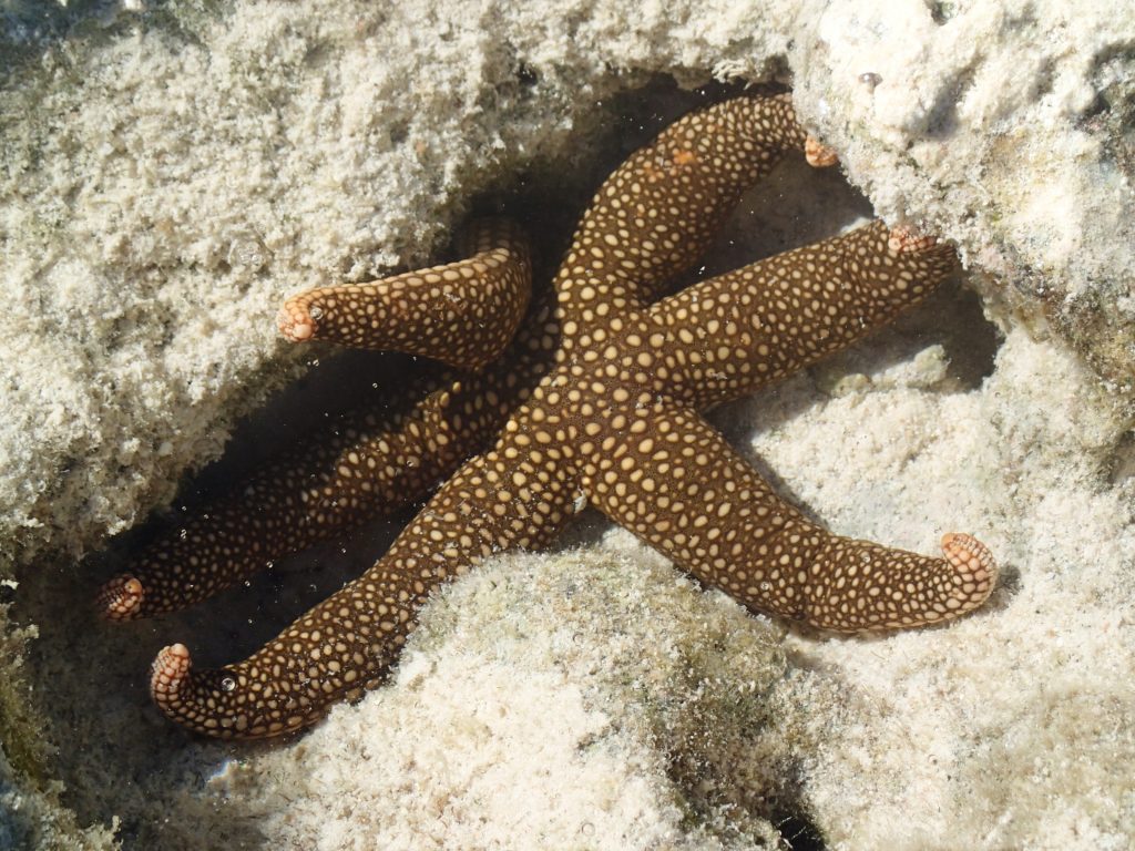 This was our favourite starfish. So beautiful.