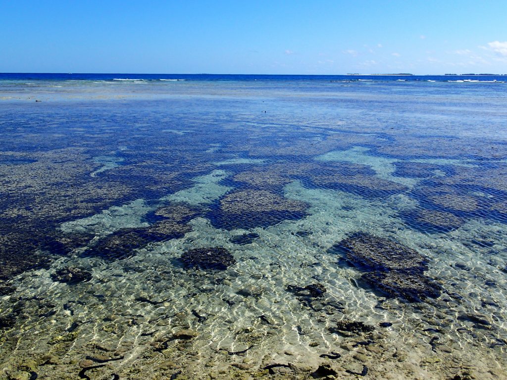 Lady Musgrave's reef