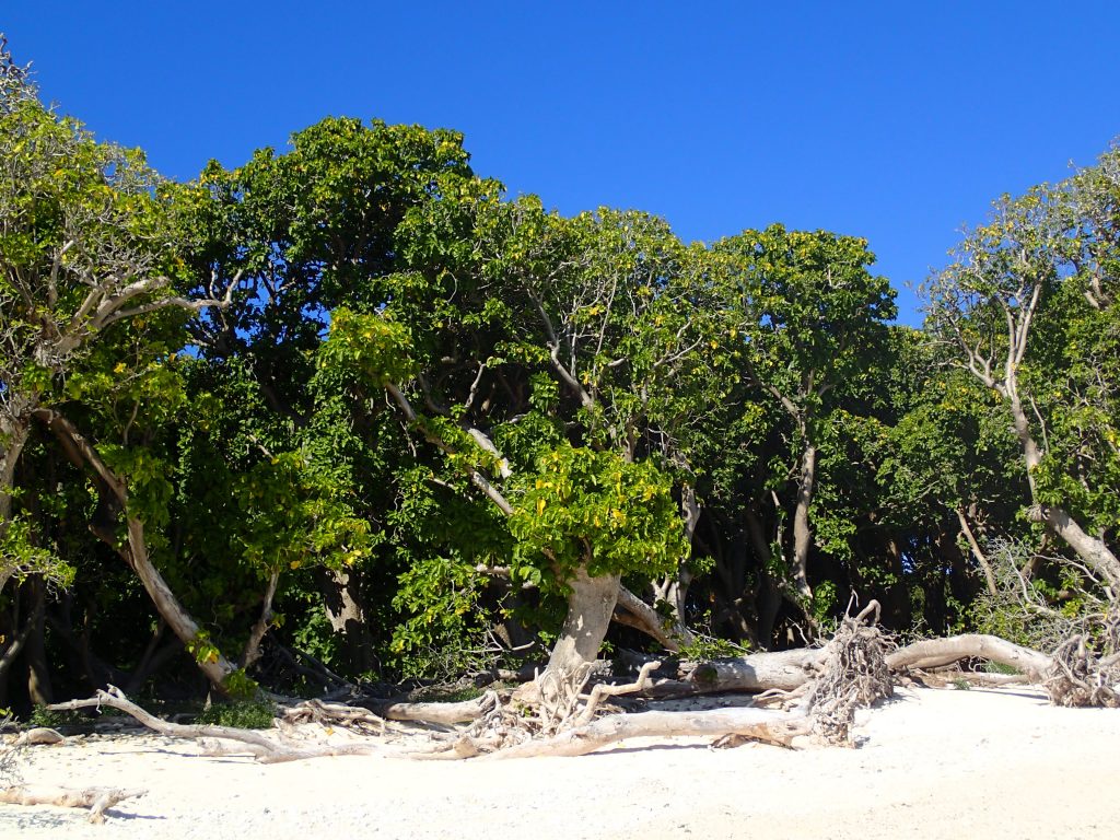 Vegetation on the island.